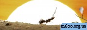 ANTS