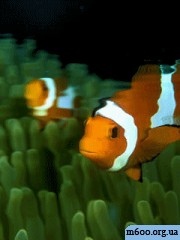 Clown fish underwater